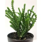 Tunç Botanik 50 Adet Crassula Muscosa Sukulent Teraryum Bitkisi