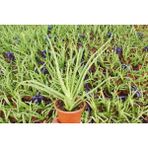 Tunç Botanik Aloe Vera Bitkisi 5'li - 5 Adet