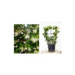 Tunç Botanik Arap Yasemini 3 Adet Pergola Formlu 40-60 cm