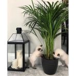 Tunç Botanik Areka Palmiyesi 80-100 cm