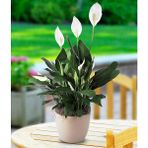 Tunç Botanik Barış Çiçeği Spathiphyllum 5 Adet - Hediyelik Salon Ofis Bitkisi