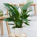 Tunç Botanik BARIŞ ÇİÇEĞİ Spathiphyllum 60+ cm - Hediyelik Salon Ofis Bitkisi