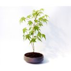 Tunç Botanik Bonsai Japon Akçaağacı 2 Adet - Grey Serisi Hediyelik