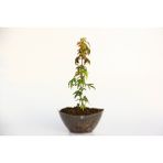Tunç Botanik Bonsai Japon Akçaağacı Hediyelik 3 Adet (Saydam Saksıda)