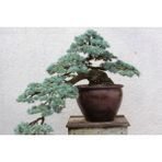 Tunç Botanik Bonsai Mavi Servi Seti (Fidan+Bonsai Saksı+Toprak +Bitki Besini)