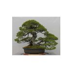 Tunç Botanik Bonsai Pinus Seti (Fidan+Bonsai Saksı+Toprak +Bitki Besini)