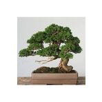 Tunç Botanik Bonsai Servi Seti (Fidan+Bonsai Saksı+Toprak +Bitki Besini)
