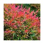 Tunç Botanik Cennet Bambusu - Nandina Domestica
