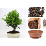 Tunç Botanik Defne Ağacı Bonsai Ekim Seti (Tohum,toprak,saksı,bitki Besini)