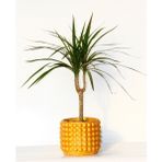 Tunç Botanik Dracaena Marginata - Ev / Ofis Bitkisi Orange Saksıda 40 cm