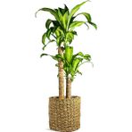 Tunç Botanik Dracena Massengena 2’li 100-120 cm