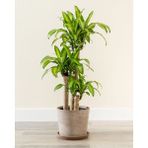 Tunç Botanik Dracena Massengena 3’lü 100-125 cm