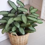 Tunç Botanik Dua Çiçeği - Calathea Picturata