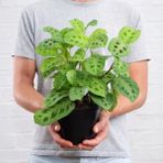 Tunç Botanik Dua Çiçeği (Maranta Kerchoveana) 20 cm