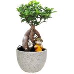 Tunç Botanik Ficus Ginseng Bonsai