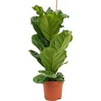 Tunç Botanik Ficus Lyrata - Keman Yapraklı Kauçuk 60-80 cm