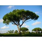 Tunç Botanik Fıstık Çamı Fidanı 3'lü Pinus Pinea