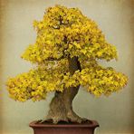 Tunç Botanik Ginkgo Biloba Fidanı - Mabet Ağacı