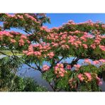 Tunç Botanik Gülibrişim Fidanı - Ipek Ağacı (Albizia Julibrissin)