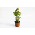 Tunç Botanik Japon Akçaağacı Acer Palmatum - 1 Adet