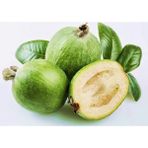 Tunç Botanik Kaymak Ağacı Feijoa Fidanı 5 Adet