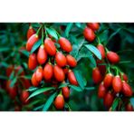 Tunç Botanik Kırmızı Goji Berry Fidanı 10 Adet
