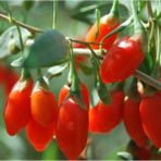 Tunç Botanik Kırmızı Goji Berry Fidanı 3 Adet
