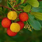 Tunç Botanik Kocayemiş (Arbutus Unedo) Fidanı