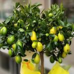 Tunç Botanik Lime Misket Limon Fidanı 3 Adet - Limequat