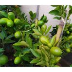 Tunç Botanik Lime Misket Limon Fidanı 5 Adet - Limequat