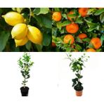 Tunç Botanik Limon - Mandalina 2'li Narenciye Fidan Seti (3 Yaş Tüplü ve Aşılı