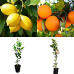 Tunç Botanik Limon - Portakal 2'li Narenciye Fidan Seti (3 Yaş Tüplü ve Aşılı)