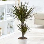 Tunç Botanik Madagaskar Dragon Ağacı – Dracaena Marginata 2 Gövdeli Bordo