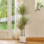 Tunç Botanik Madagaskar Dragon Ağacı – Dracaena Marginata 3 Gövdeli Yeşil