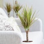 Tunç Botanik Madagaskar Dragon Ağacı – Dracaena Marginata -Alacalı Tek Gövdeli