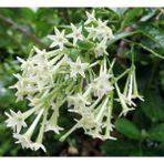 Tunç Botanik Melisa Çiçeği Fidanı 10 Adet - Cestrum Nocturnum