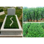 Tunç Botanik MEZAR - KABİR BİTKİ SETİ - 20 ADET YEŞİL SÜTUN TAFLAN GREENSPİRE 25-30 CM