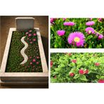 Tunç Botanik MEZAR - KABİR ÇİÇEKLİ BİTKİ SETİ - 90 ADET YER ÖRTÜCÜ BİTKİ + 20 KG DOLOMİT TAŞI (Buz Çiçeği-Kaz Aya