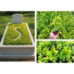 Tunç Botanik MEZAR - KABİR SARI BİTKİ SETİ - 45 ADET GOLD TAFLAN + 20 KG DOLOMİT TAŞI