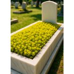 Tunç Botanik MEZAR - KABİR SARI SEDUM BİTKİ SETİ - 45 ADET SARI SEDUM - KALICI YER ÖRTÜCÜ BİTKİ