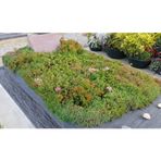 Tunç Botanik MEZAR - KABİR SEDUM BİTKİ SETİ - 90 ADET 2 ÇEŞİT KURAKÇIL BİTKİ