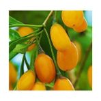Tunç Botanik Sarı Goji Berry Fidanı 2- 3 Yaş