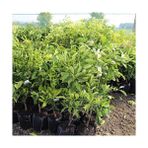 Tunç Botanik Satsuma Mandalina Fidanı 5 Adet - 3 Yaş Tüplü Fidan