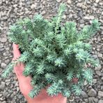 Tunç Botanik SEDUM REFLEXUM 'Blue Spruce' - 10 ADET YER ÖRTÜCÜ SUKULENT