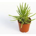 Tunç Botanik Senecio Barbertonicus Himalaya - 5 Adet Sukulent