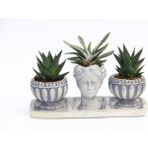 Tunç Botanik Trio Helen Gri Sukulent Seti Haworthia Limifolia Gasteria