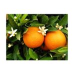 Tunç Botanik Üçlü Narenciye Seti - Limon Portakal Mandalina Fidanı