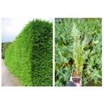 Tunç Botanik YEŞİL MAZI 40 ADET / 30-50 cm ÇİT BİTKİSİ ( Thuja Orientalis )