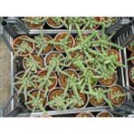 Tunç Botanik Yılan Kaktüs Chamaecereus Silvestrii 3'lü - 3 Adet