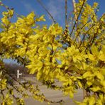 Tüplü Altın Çanı Altın Çanak (forsythia İntermedia) Fidanı